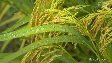 雨水灌溉滋润水稻穗粮食大米